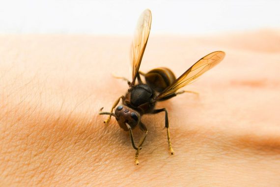 Apitherapie - Medworld Clinic